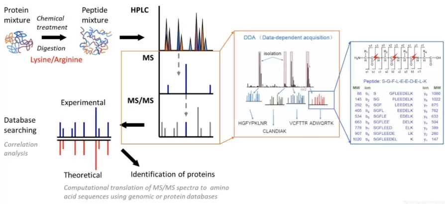 LC–MS/MS Proteomics Workflow for Protein Identification